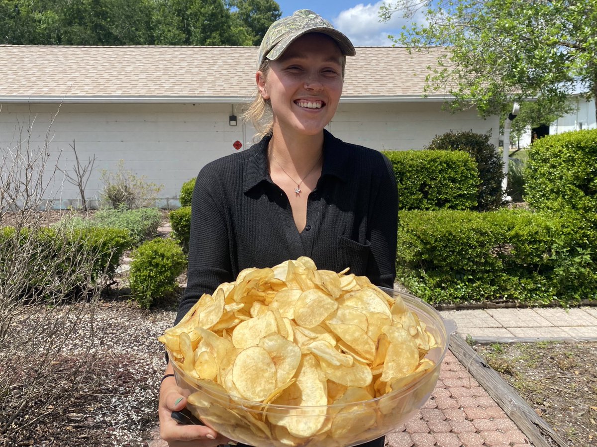 UF_HAEC's tweet photo. Fry test was a success! 🥔 

After our first harvest we selected sub-plots from our bed and chose potatoes from each sub-plot for frying. These are of the Atlantic variety and produced some tasty and beautiful chips! https://t.co/HnDEQkReax
