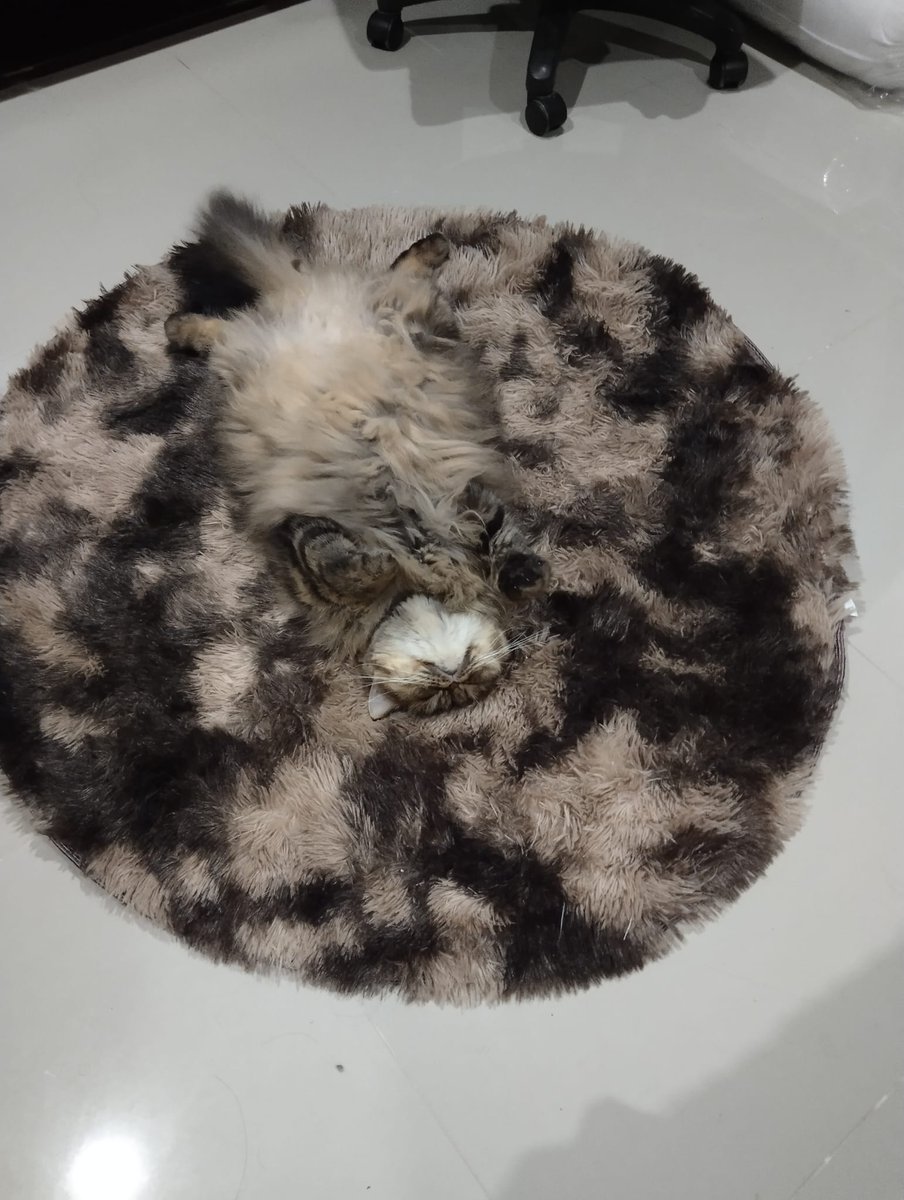 There is no cat in this image tweet media