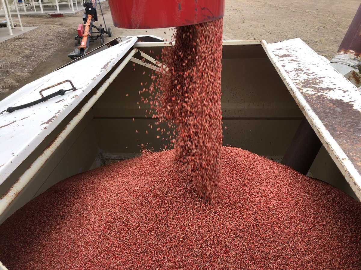 Satisfied customer seeding Bolles HRS wheat for the 3rd year on irrigation. Excellent yields and straw strength. <a href="/SeedDepot/">Seed Depot</a>