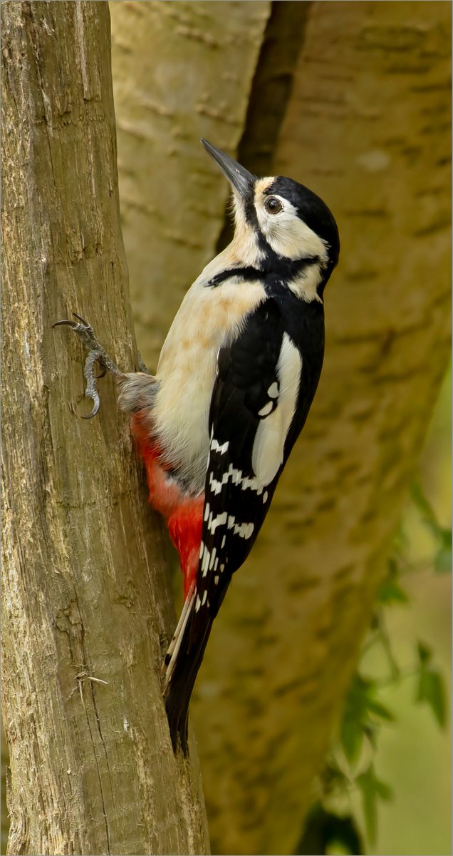 john caswell tweet media