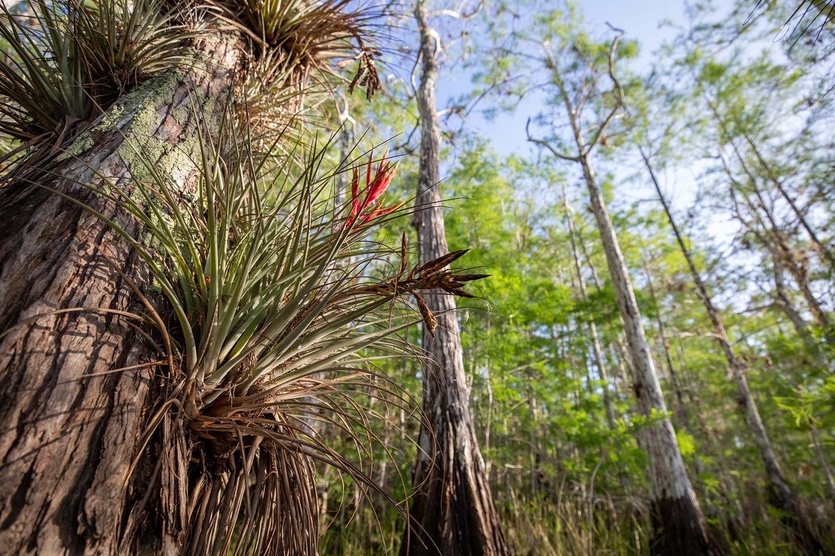 Happy #EarthDay everyone! Today is a day established to bring awareness to environmental issues and #sParkAction to protect our planet's natural resources.

NPS photo by Federico Acevedo