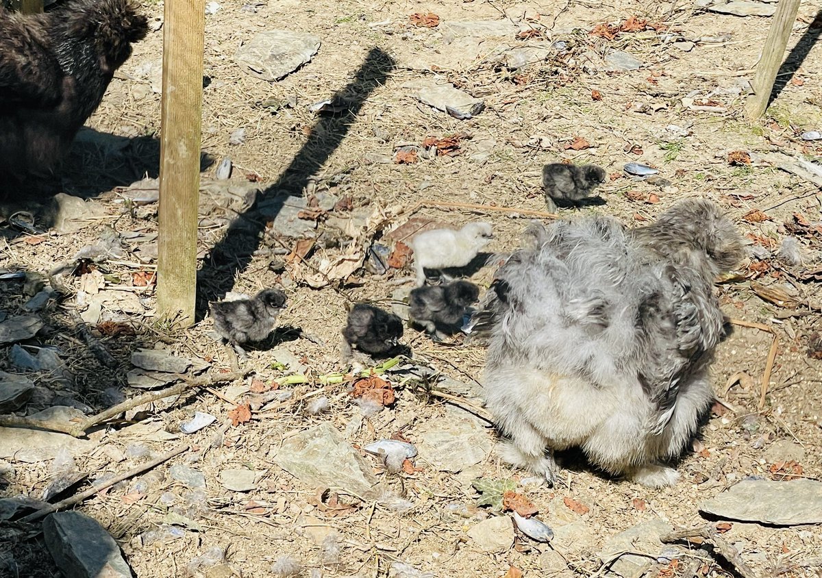 JodiPawluski's tweet photo. This happened chez nous the other day.
5 chicks + 2 moms = a lot of clucking and mothering .
I’m loving this co-parenting situation. 💕. #parentalbehaviour #momlife #hensoftwitter https://t.co/r2ep3CZG6K