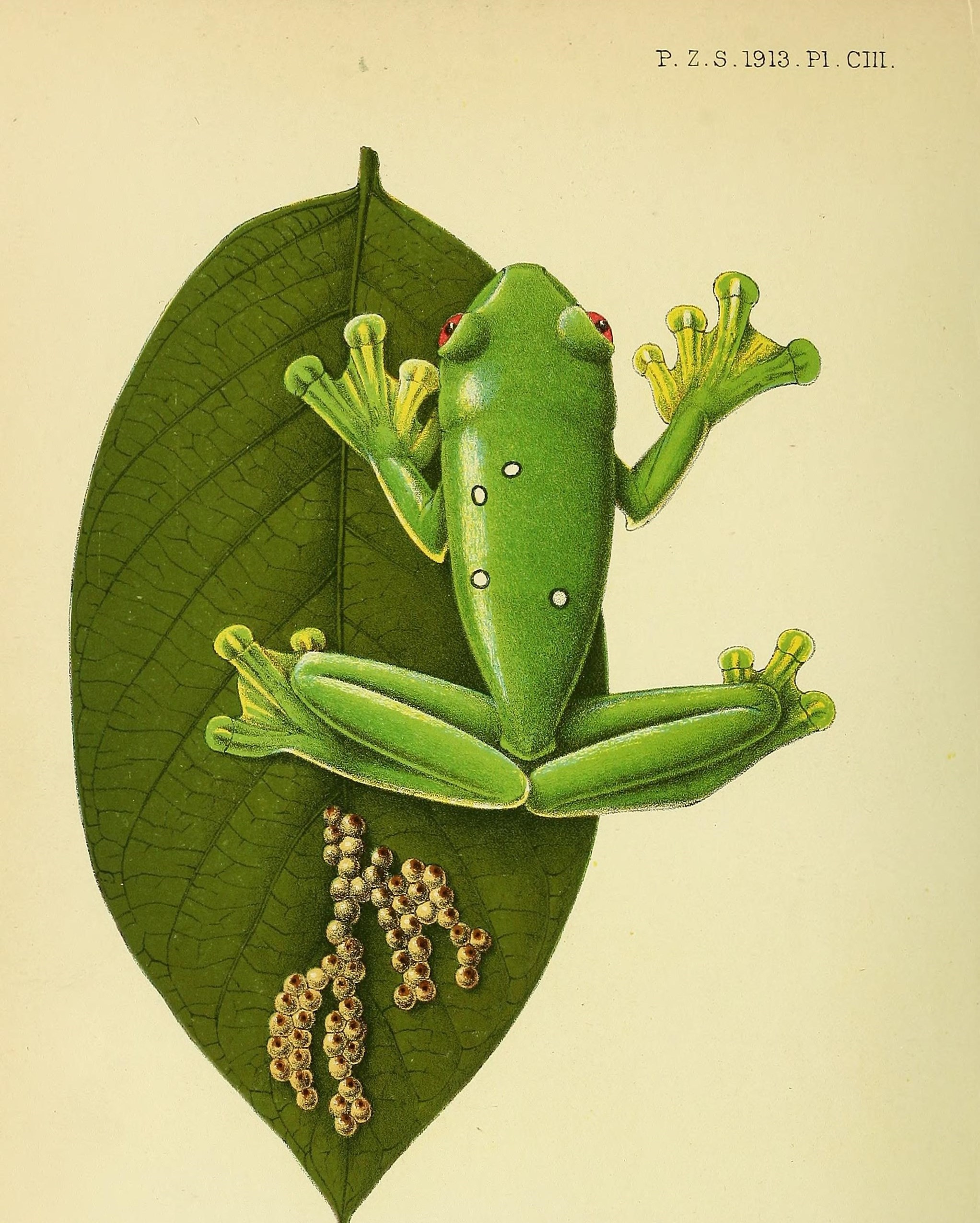 Ernst Haeckel Scientific Illustrations 4 x 6" 16 x 20" Frogs Science Poster 