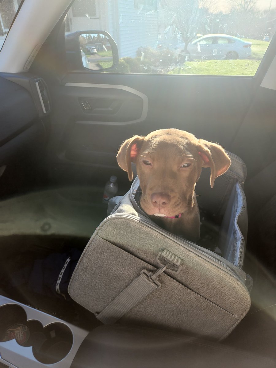 jequinn304's tweet photo. My co-pilot is still sleepy.❤️🐶 #wetnosewindows #puppylove #newsidekick https://t.co/bERLPRuJpB