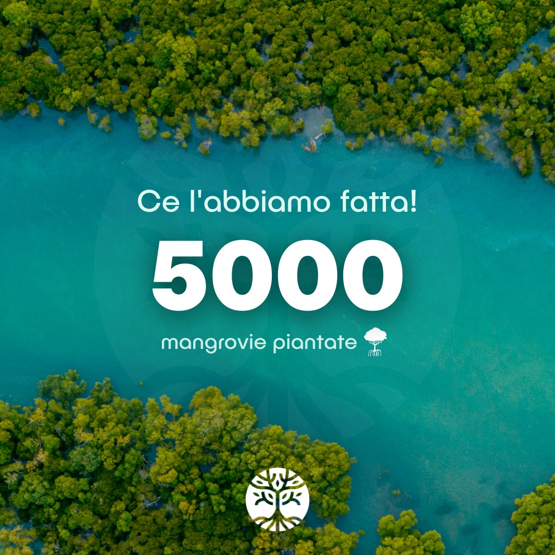 #GiornataMondialeDellaTerra

<a href="/theMangrovia/">Mangrovia</a>, startup del portfolio dock3, che  ha appena festeggiato la piantumazione di 5000 mangrovie 🌱 grazie all'iniziativa 1 Follower = 1 Albero lanciata durante la giornata mondiale per l'ambiente del 2020.

Conosci iniziative simili?