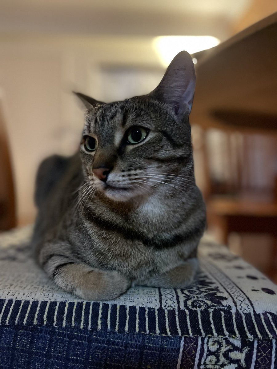 FreedomofKit's tweet photo. Move hooman! I want to watch #countdown #CatsofTwittter #cats https://t.co/y8VHMUUiYS