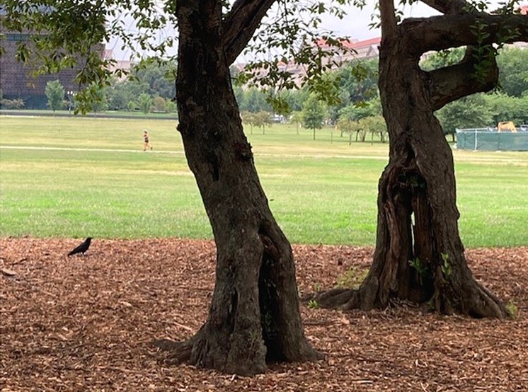 Happy #EarthDay! Our staff &amp; volunteers are constantly monitoring &amp; improving the environmental health of the National Mall. A recent woodchip bed installed around a cherry tree grove replicated natural forest litter, protecting roots &amp; replacing a lawn that needs mowing.