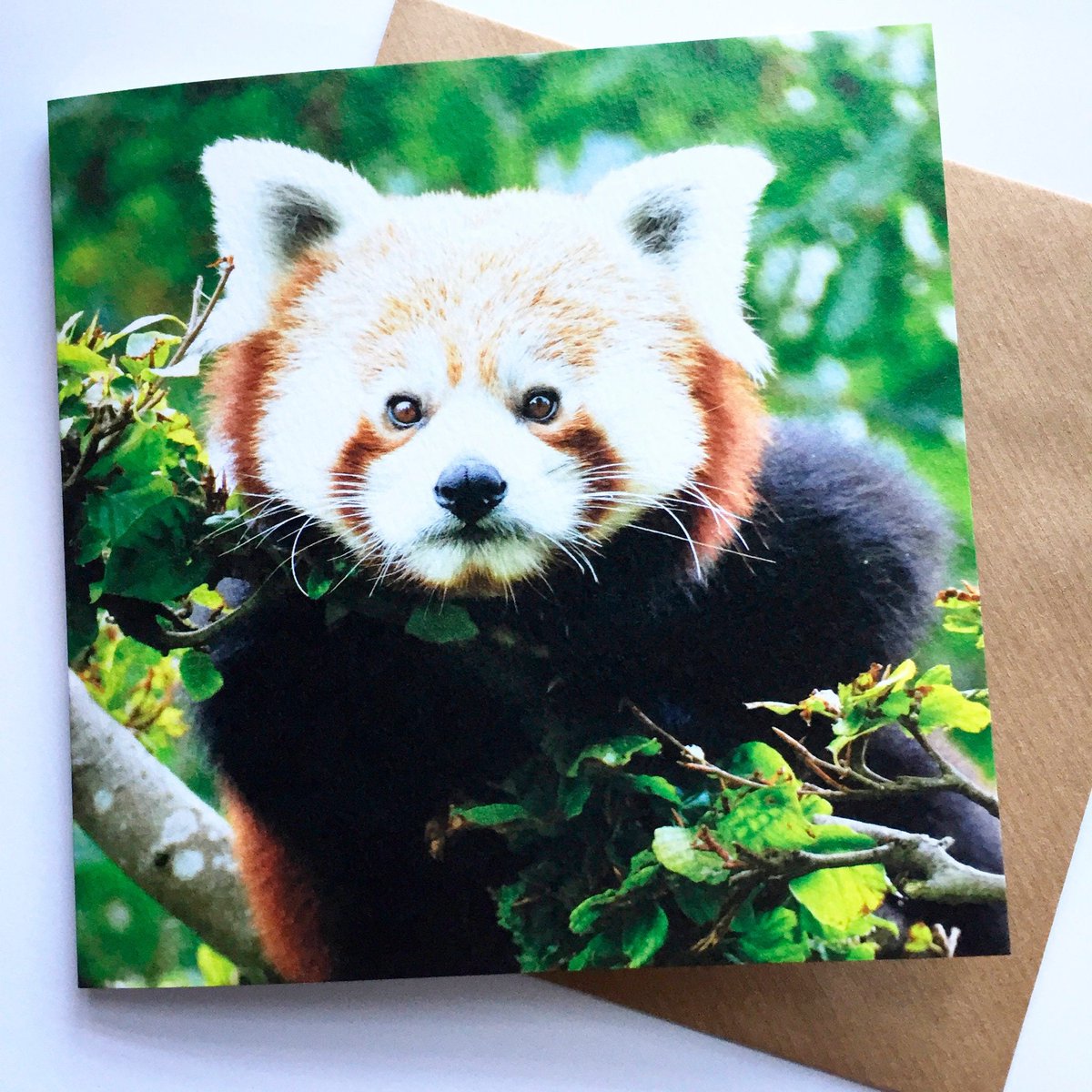 NogPepperMe's tweet photo. Red Panda Greeting Cards - Wildlife Art Blank Card - Thank You Card https://t.co/ZnXE6oUbqG  #BlankGreetingCards https://t.co/ovKP2gS00H