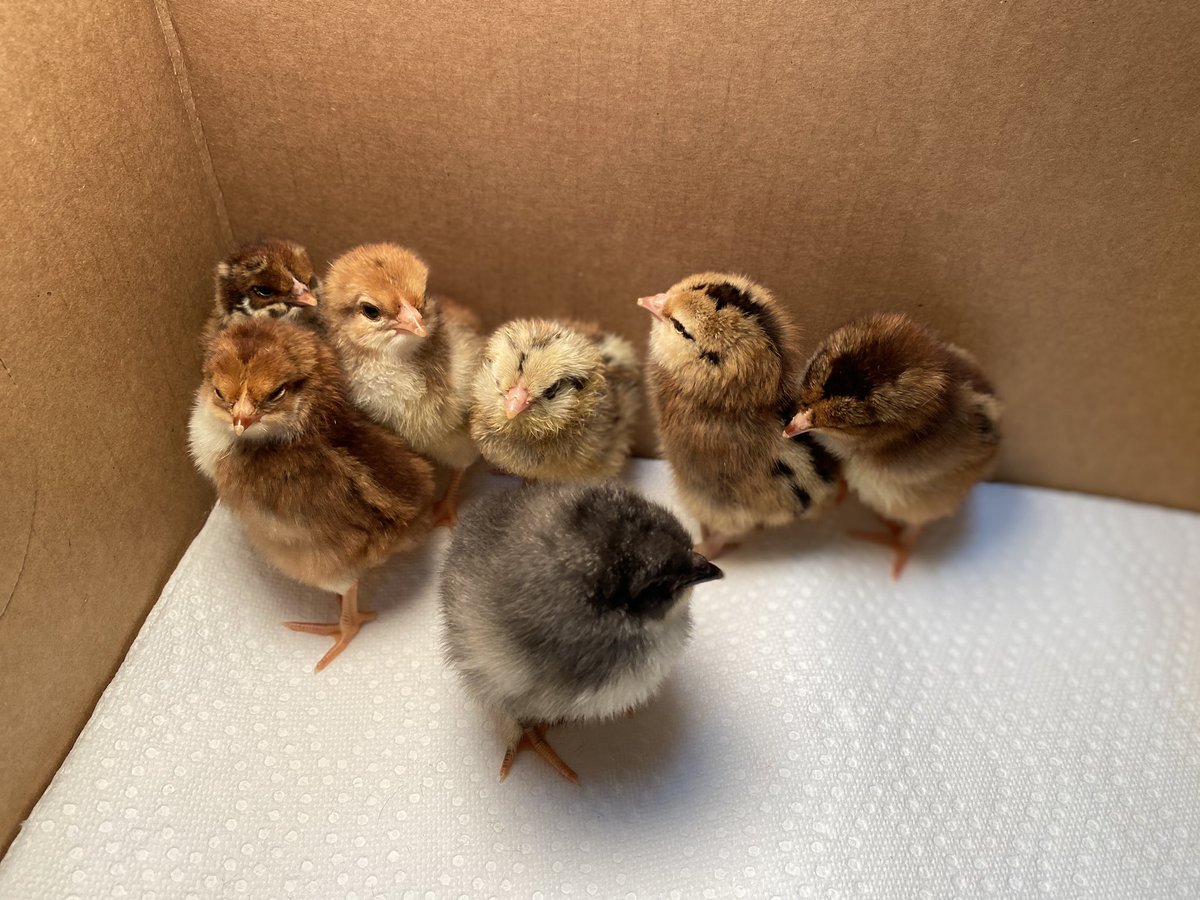 ‘Twas an egg-citing first week back for me. Welcome to Rainbowy, Fluffy, Mr. Snuggles, Rosey, Sprinkles, Barnaby, and Chris. Letting students choose the names is 10/10 would recommend🐣🐣🐣🐣🐣🐣🐣 #FCCPS #Kindergarten #Science
