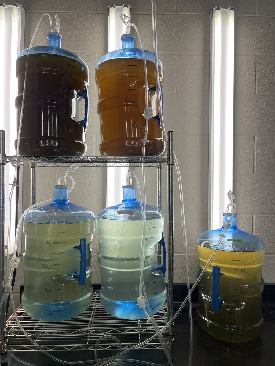 SAIL_HPL's tweet photo. Last year our algae demand significantly increased. @soggy_biologist ran out and picked up these water jugs from Walmart to continue scaling up in a pinch. It’s that time of year again! What’s more satisfying than a full algae room? 🧪 https://t.co/bT2WDgiyLK