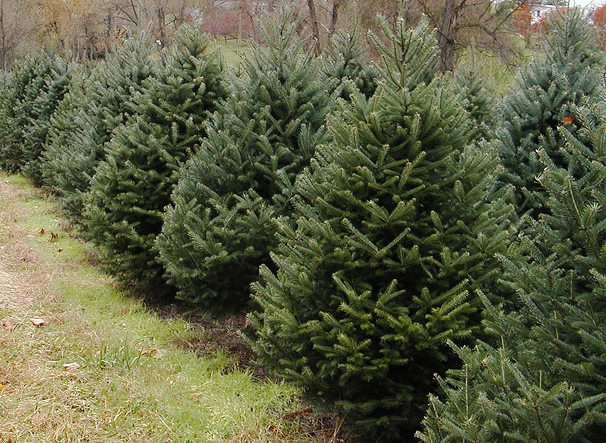 deutsche the northman