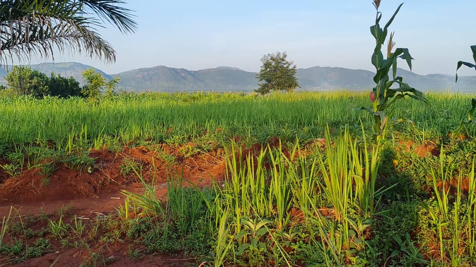 Des destinations coup de cœur, il y en a des tonnes en RDC! Notre nature extraordinaire &amp; généreuse. Don béni des aïeux! La magnificence des paysages, son opulence et son héritage, de facettes qui font de la RDC une destination unique. Moba, Tanganyika, 22 avril. <a href="/MKCP1971/">Charles Mwando</a>