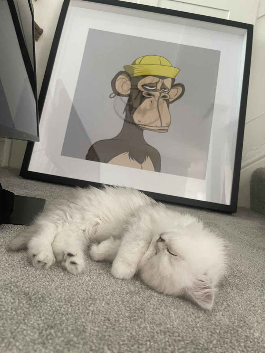 Watching over our new kitten, Toby. Brought him home today.

<a href="/BoredApeYC/">Bored Ape Yacht Club 🍌</a> #BAYC