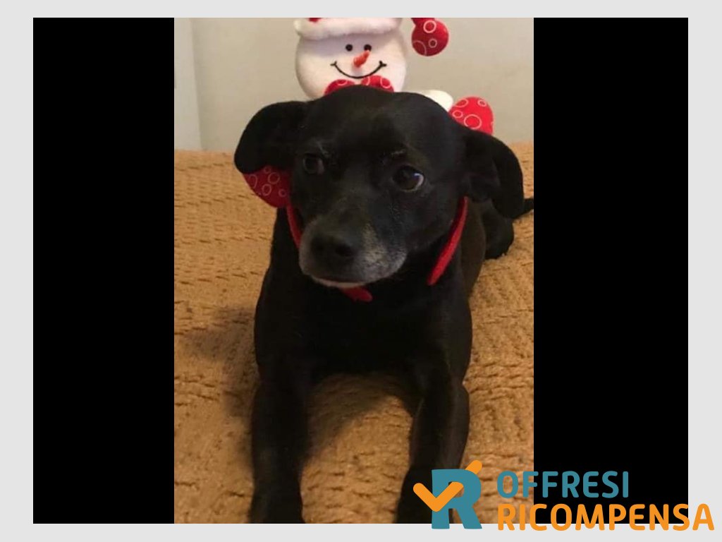 ricompensa's tweet image. offresiricompensa.it/index.php?page…
#smarrito #cagnolino a                                                                                         #SANTOPADRE #FROSINONE #ricompensa