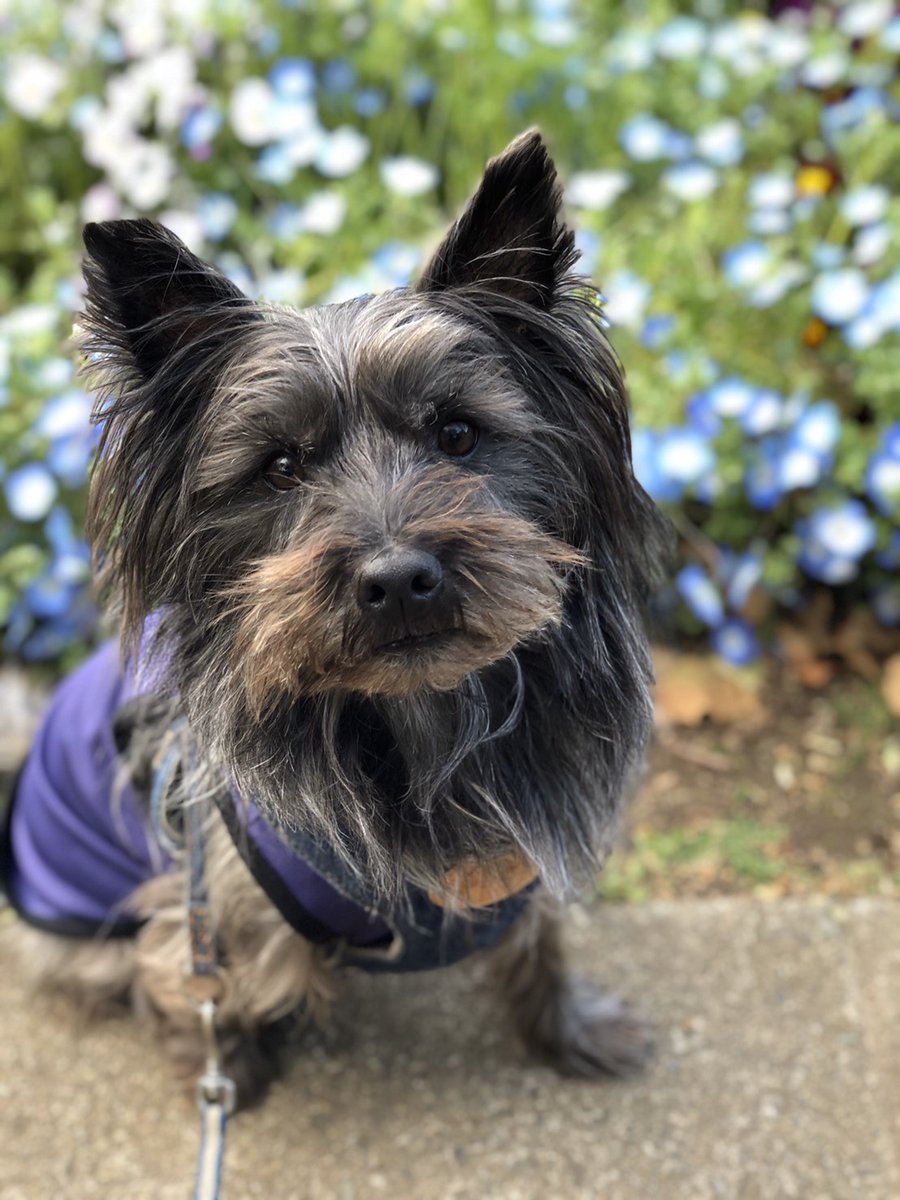Cairn_Champ's tweet photo. @dogsplaying1 🥰☺️ https://t.co/sG3nj00U4u