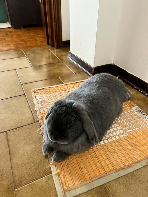 Relaxed bnnuy. I gave him banana and now he became long bnnuy https://t.co/96oMMjZW5w
