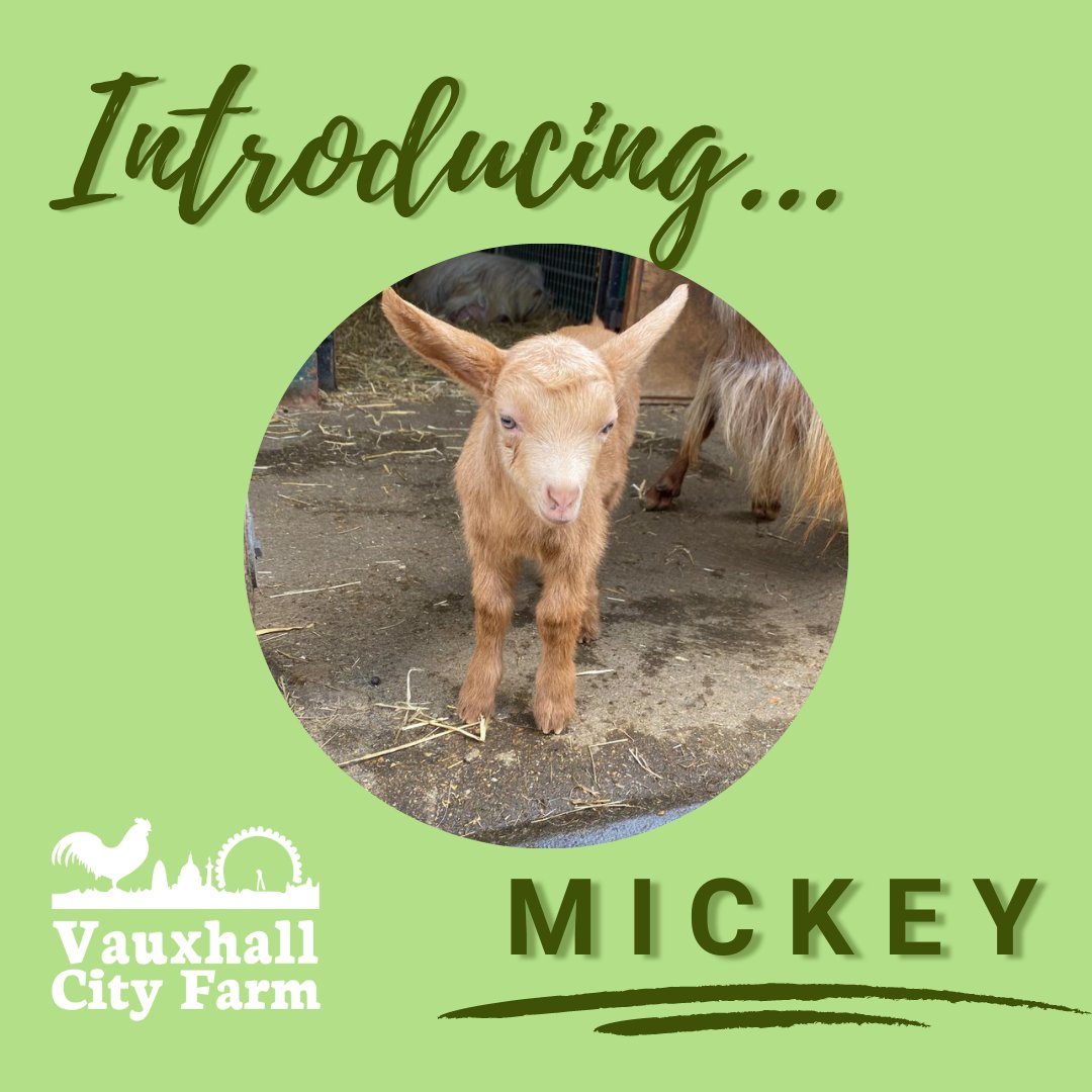 VauxhallFarm's tweet photo. Meet the VCF Kids: Ana, Belle, Mickey & Elsa!
You can visit them Tuesday to Sunday, from 10.30am to 4pm.
#goatsoftwitter #VCFKids #vauxhallcityfarm https://t.co/DhcSPdT6wT