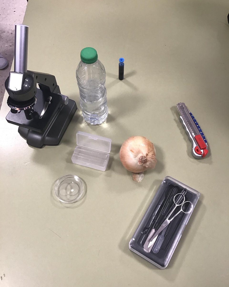 CeipEsteban's tweet photo. A new term begins and our fifth graders have become doctors! They took part in an experiment in which they visualized onion peel cells, so they could compare the composition of a plant organism (cells, tissues, organs, and system) with the human body. #science4every1acrosseurope https://t.co/6q9Gdds3Xg