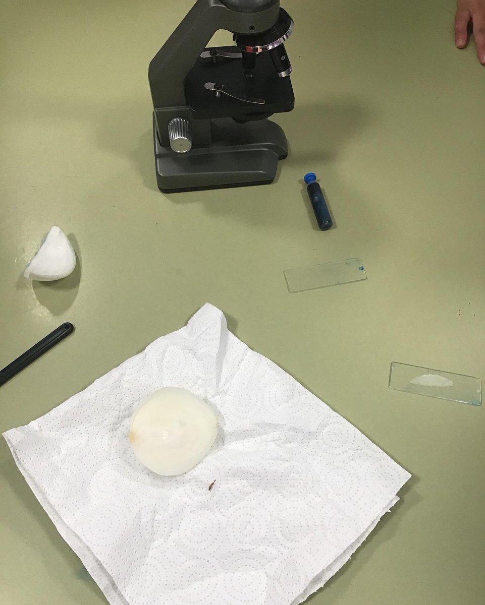 CeipEsteban's tweet photo. A new term begins and our fifth graders have become doctors! They took part in an experiment in which they visualized onion peel cells, so they could compare the composition of a plant organism (cells, tissues, organs, and system) with the human body. #science4every1acrosseurope https://t.co/6q9Gdds3Xg