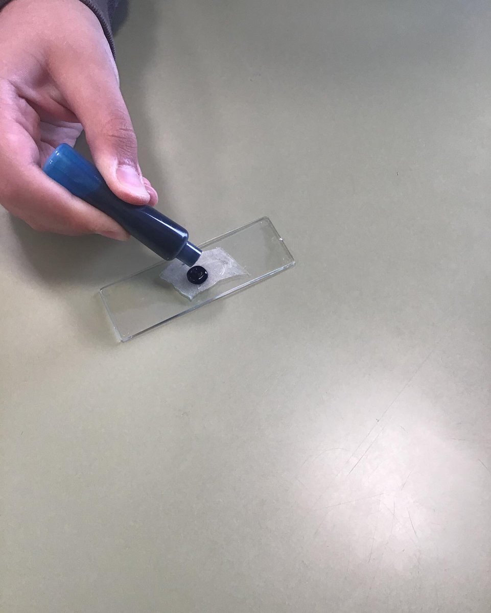 CeipEsteban's tweet photo. A new term begins and our fifth graders have become doctors! They took part in an experiment in which they visualized onion peel cells, so they could compare the composition of a plant organism (cells, tissues, organs, and system) with the human body. #science4every1acrosseurope https://t.co/6q9Gdds3Xg