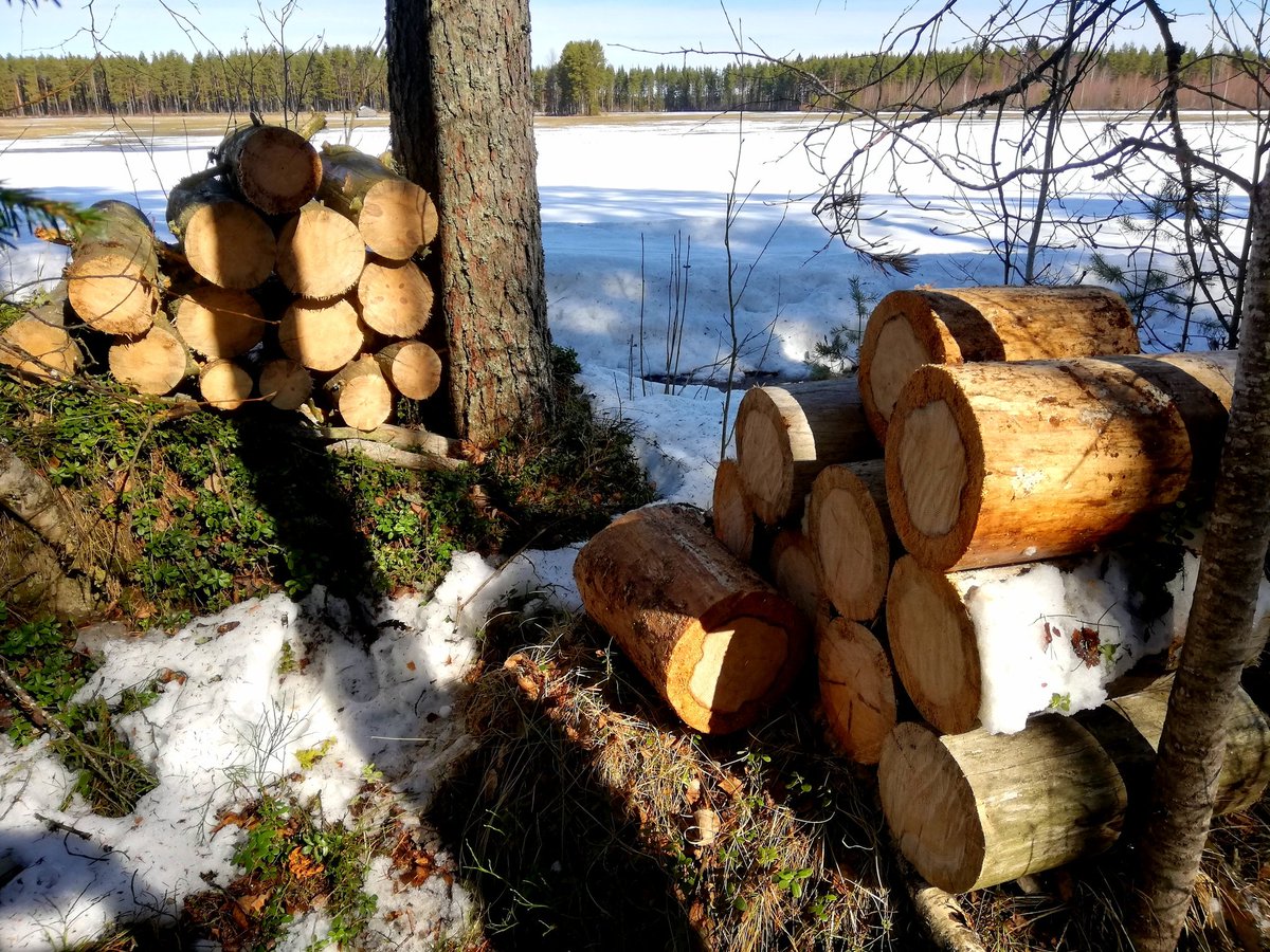 jpkrceo's tweet photo. Todennäköisesti maailman suurin puu tuli kaadettua... Pystyyn kuivanut mänty, suuri kunnioitus metsureille 🦃 ja Suomen hevosille. Ensi vuonna #proforest messuilla 😂, en esiinny. #suomenteollisuusmatkailu #sthil ms231 https://t.co/4qDY1AIo2L