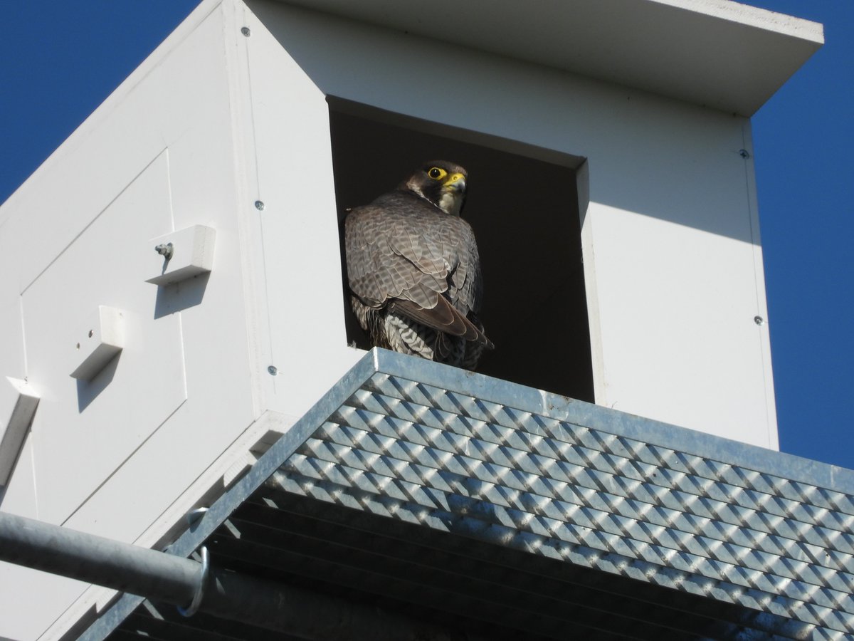 Every day should be Earth Day. Enjoying the peregrine falcons today. Did you know we have around 150 animal species at the High Tech Campus?

By 2025, we want to be the most sustainable Campus in Europe. Curious how? Or do you want to contribute? hightechcampus.com/sustainablecam…