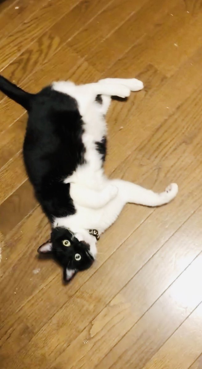 ルーティンが決まっている猫#shorts
youtube.com/shorts/HWiSTE3…