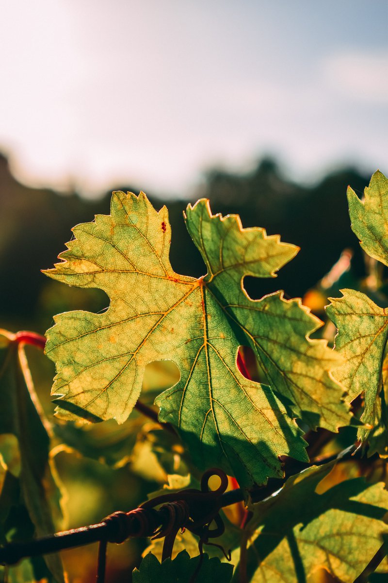 The SWR vision is of a world where high-quality wine is produced, traded and consumed in ways that conserve and regenerate the natural environment. Won't you join us in achieving our vision? Cheers and happy #EarthDay swroundtable.org