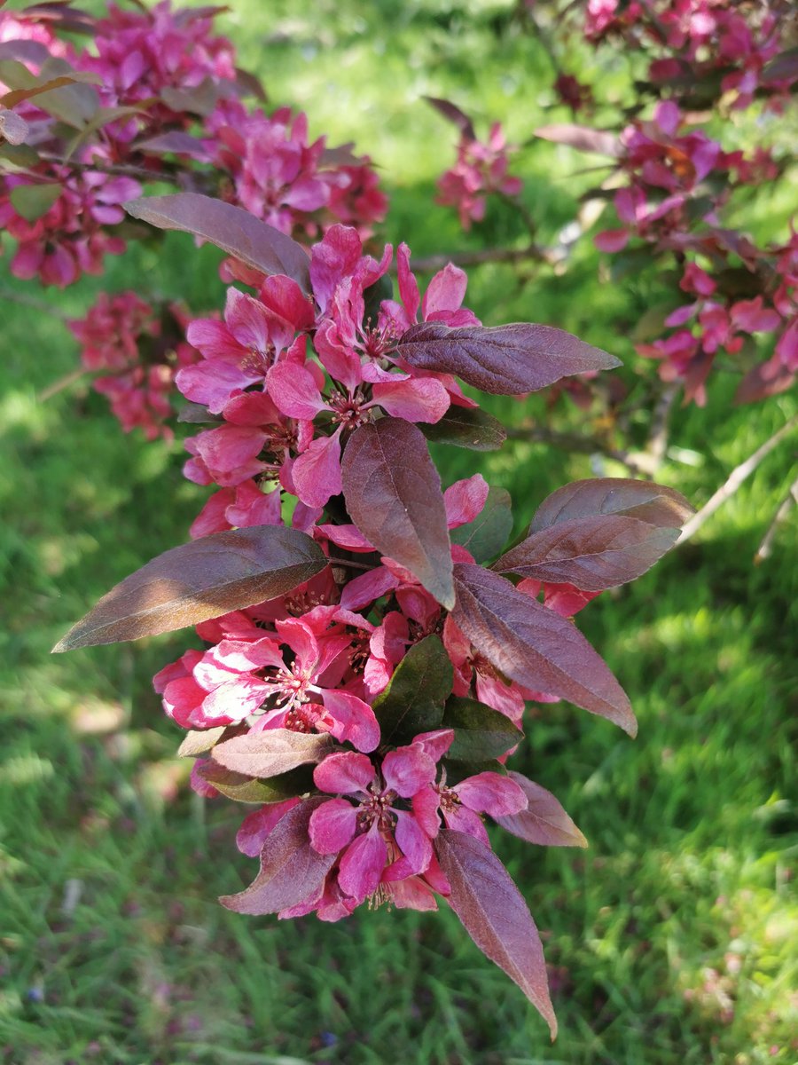 GabsInATree's tweet photo. Gorgeous crab apple blossom hiding in the back end of the woods. #BlossomWatch https://t.co/IZC5z0T80s