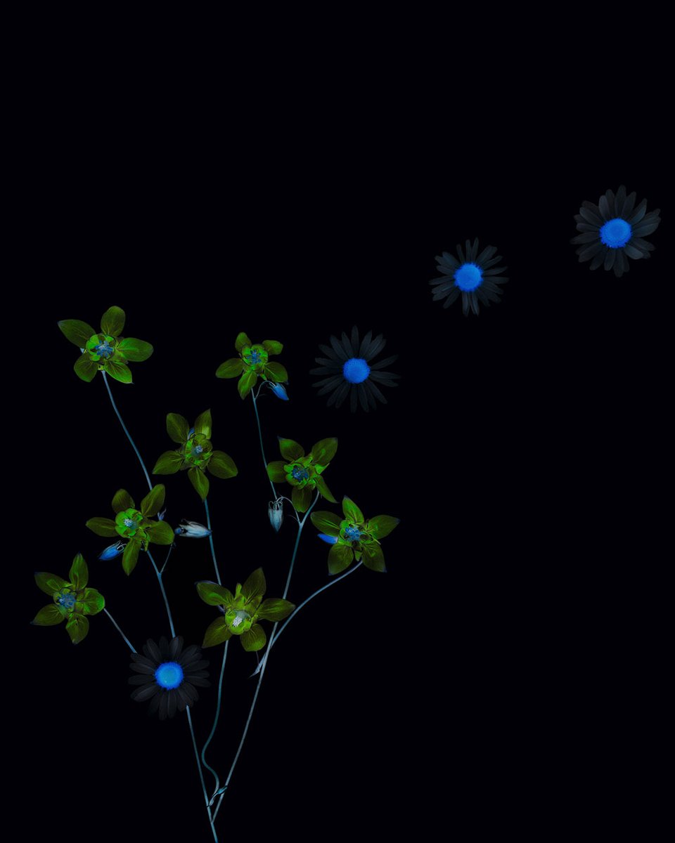 dodhomagazine's tweet photo. #UFO – #Unidentified #Flowers Outfit | Dodho https://t.co/0yXI9fw5F1
In its evolutionary path, #humanity has always been characterized by the desire for knowledge. #photography #photographer https://t.co/mywqeeSqim