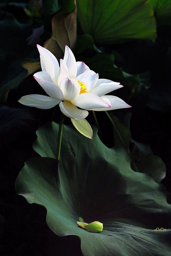 𝙎𝙚𝙧𝙚𝙣𝙞𝙩𝙮 tweet media