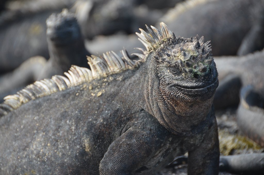 EarthSciCam's tweet photo. 💚It’s #EarthDay2022 💚
We’re taking some time to appreciate the beauty of the vibrant planet we live on and care for.
Professor @GeoSalCam shares some wonderful snaps of her #fieldwork in the Galápagos Islands here 🌍🐢 🌋
Photo credits: Sally Gibson https://t.co/LHc8W75QEa