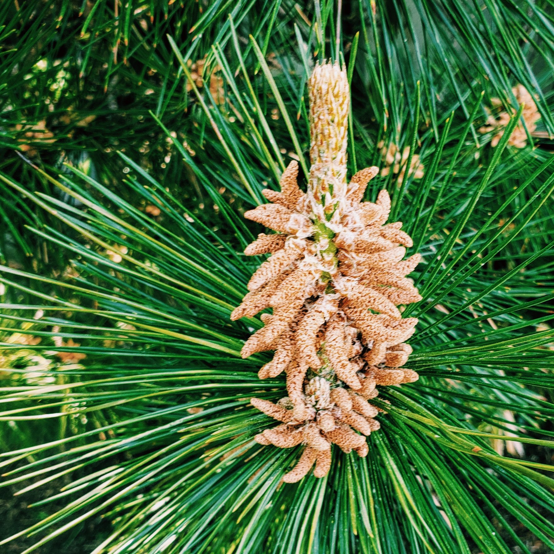 Momonoko 松の雄花 少し振動を与えるだけで やばいほどの花粉が飛んでいきます マツボックリができる10月 12月 その季節にマツボックリが無いのは 丁寧にお手入れされている証拠だそうです 神話でのマツの物語は 恋愛関係による嫉妬から悲しい結末を