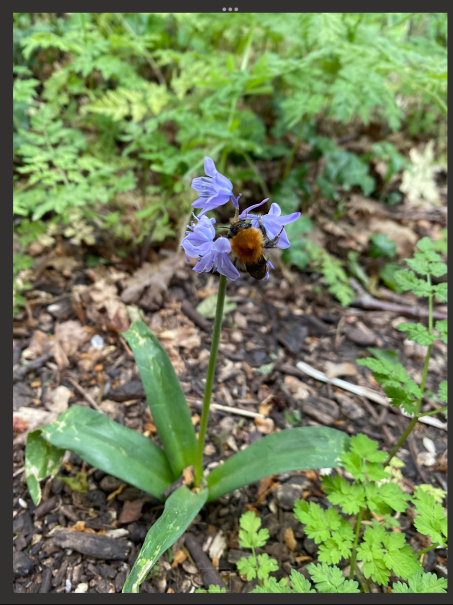 KnockhallEYFS's tweet photo. πππΏ In The Garden πͺ΄πͺ²π Reception have had a great time today at #eyfsforestschool completing a bug hunt to kick start their new Summer Term topic. @KnockhallPrima1 @W00dlandAcademy They even stumbled across a π in a bluebell! https://t.co/6Nb6i8ZOiU