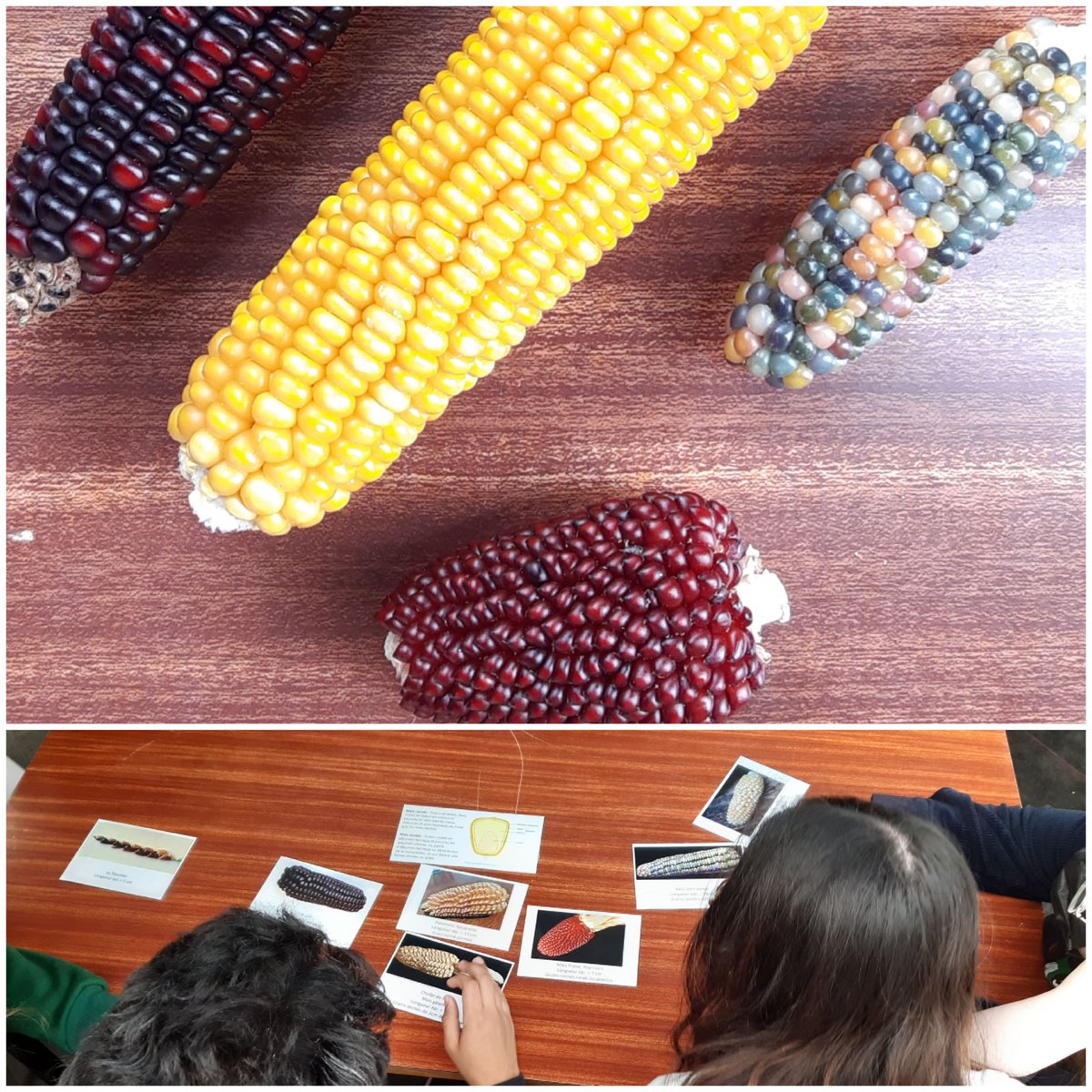 LemonnierParis's tweet photo. Découverte du site de l’@INRAE_IDF pour les #1STL de @LemonnierParis dans le cadre de l’initiative « Des Plantes et des Hommes ». Au programme : activités de médiation sur la domestication des plantes, atelier sur la qualité des huiles végétales et visite des laboratoires ! https://t.co/5JrW7NEGS1