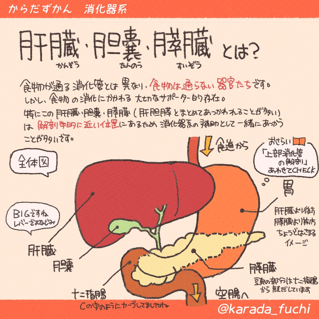 肝臓・胆嚢・膵臓 解剖学】 消化管のサポート的存在！ それぞれの位置