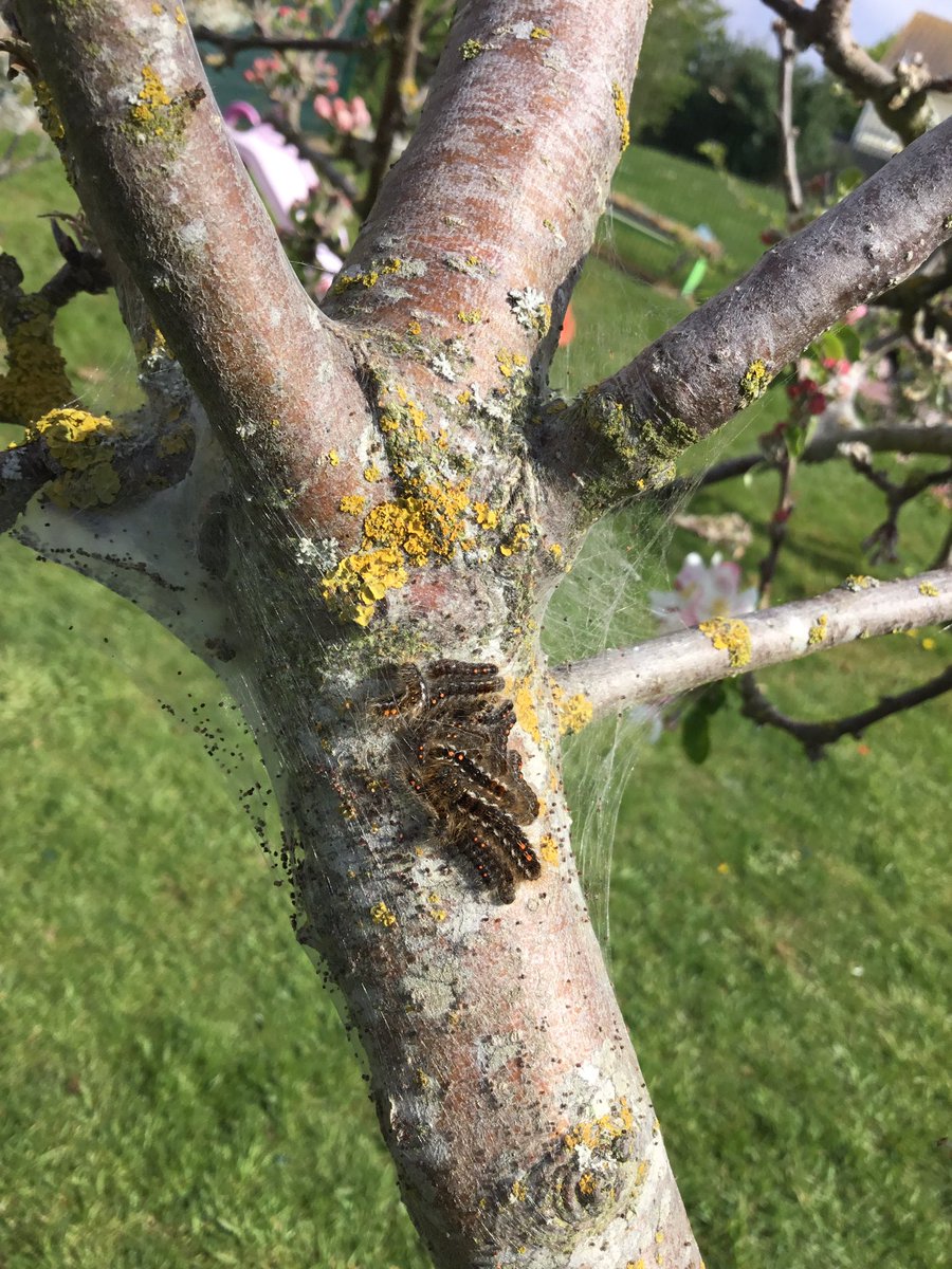 The hungry caterpillars 🐛 are on our trees in Nursery 🐛🐛🐛🐛