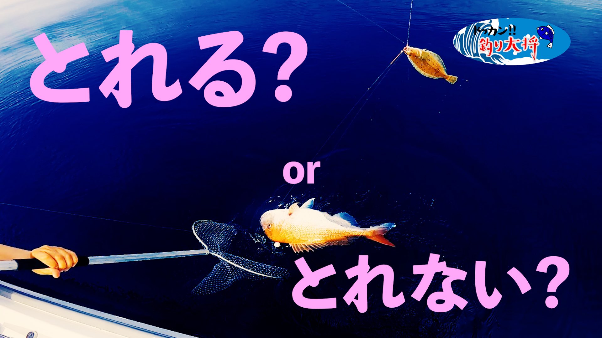 ディープタイラバ Twitter Search Twitter