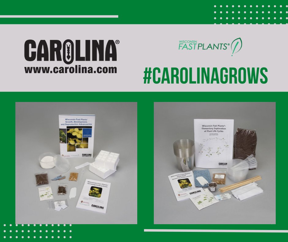 CarolinaBio's tweet photo. We're nearly finished with this year's grow along. If you want to grow @fastplants with your students, explore our kits for teacher plant life cycle for elementary and secondary school! 

🌱https://t.co/H2K2Q8NJBW  

🌱 https://t.co/sOd9FcB89D

#carolinagrows #wisconsinfastplants https://t.co/DJs7N4AKoo