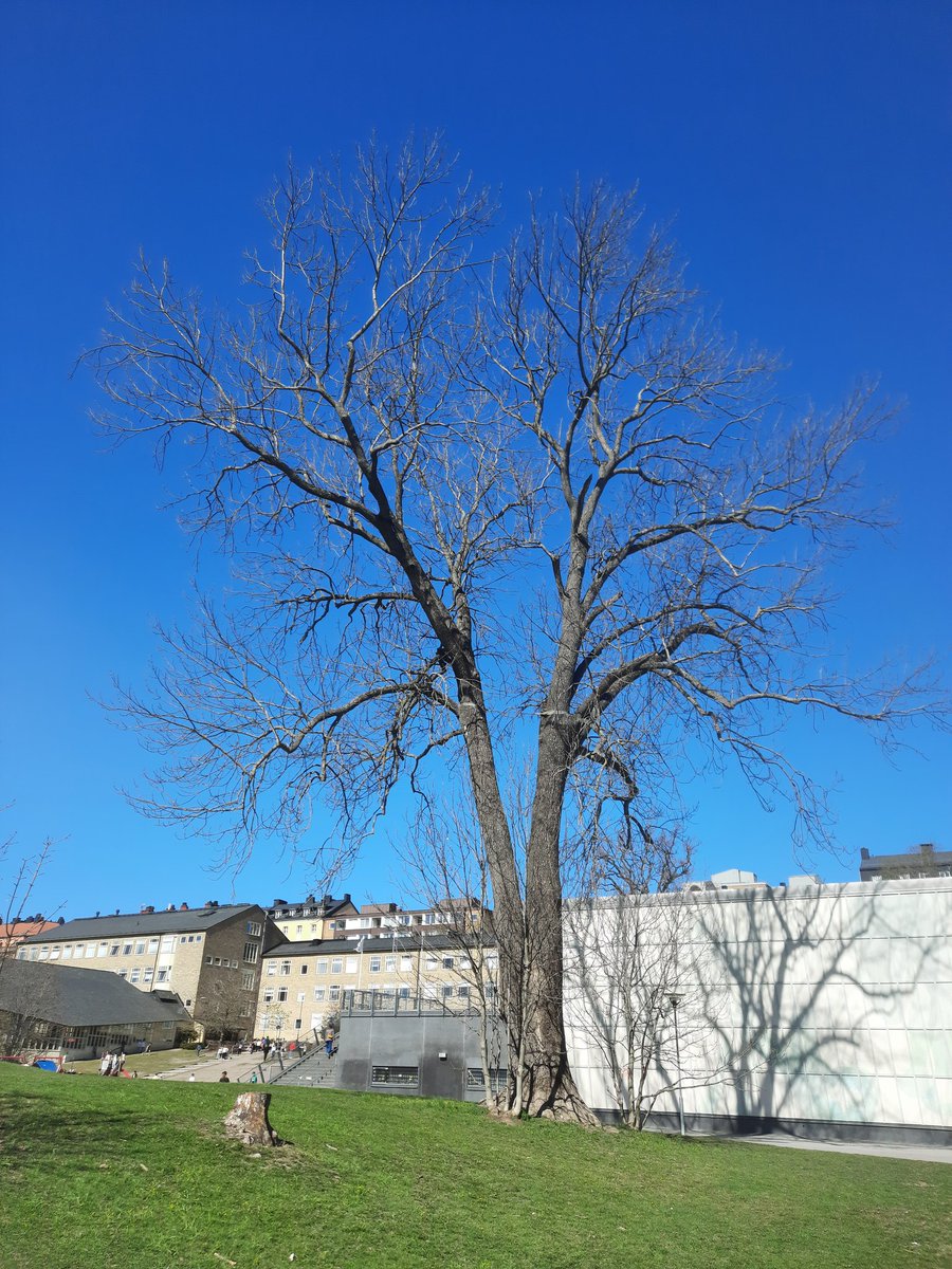 PlueJan's tweet image. Massive Fraxinus #Cooltree in the middle of Södermalm. Ca. 150 cm dbh. Can you do better 😉?
