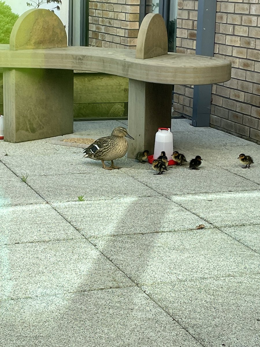 Visit to Moreden ward at Murray Royal . Very impressed with patient centred care, positive enthusiastic staff lead by SEnior Charge Nurse Emma  Lawrence,  added bonus to see the new ducklings <a href="/NHSTayside/">NHS Tayside</a> <a href="/EwingEwingle/">Louise Ewing</a> <a href="/dawnwigley1/">dawn wigley</a> <a href="/BailieLindsey/">Lindsey Bailie</a>