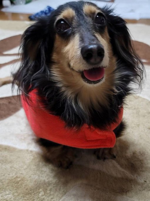 昨日はココアの11歳の誕生日でした! 