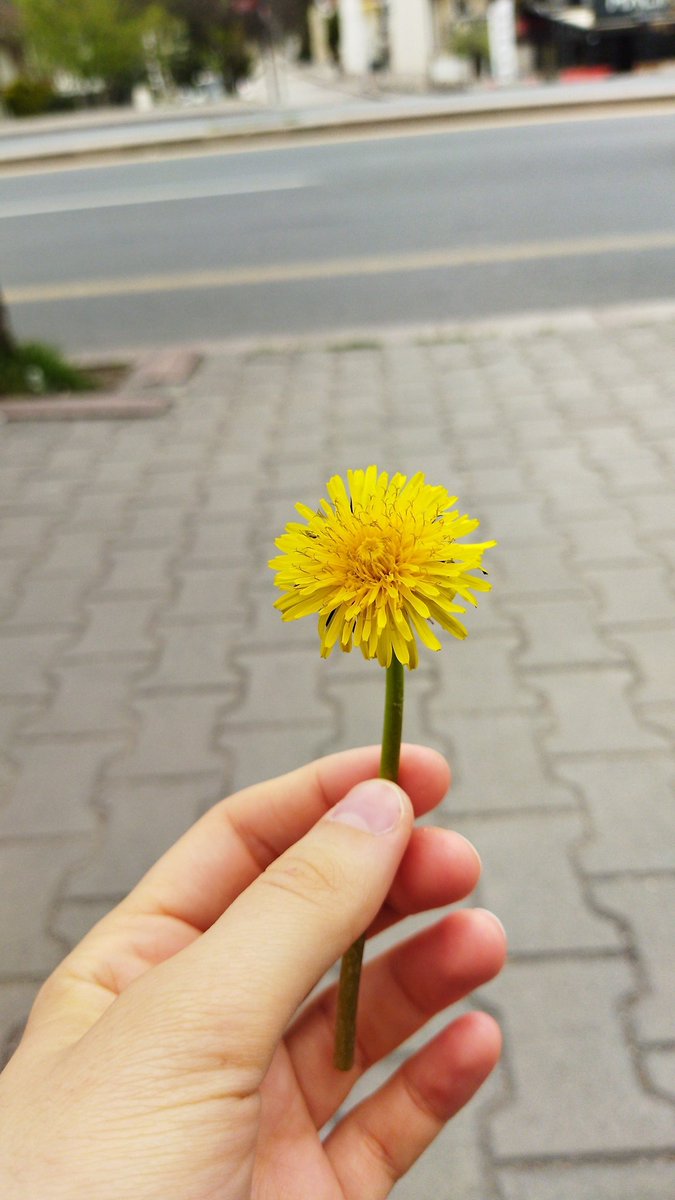 elfnrr_'s tweet photo. Otobüsü beklerken iki kız kardeş anneleri birlikte yanıma oturdular, kızlardan birisi heyecanla çiçeklerini gösterirken diğer kardeşi de bana " bu çiçeği sana hediye etmek istiyorum" dedi ve sonra gittiler. Bugün de sınava gidiyordum öyle güzel bir hediye oldu ki https://t.co/SY9TCWuMKh