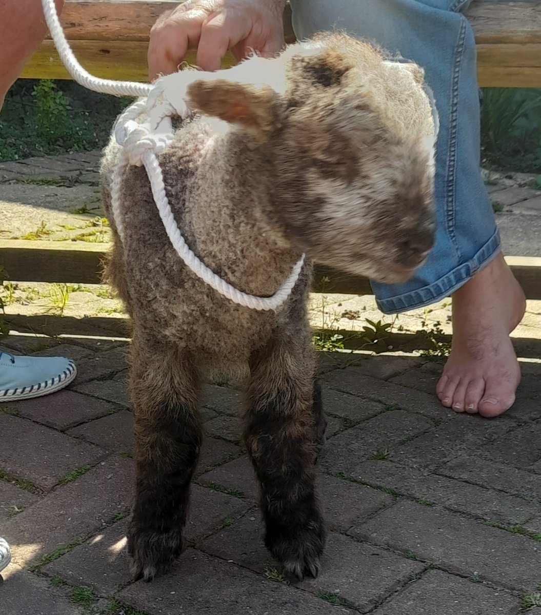 All the patients enjoyed seeing Sooty the lamb at Woodlands yesterday, as part of our weekly pet therapy sessions #OT #spring