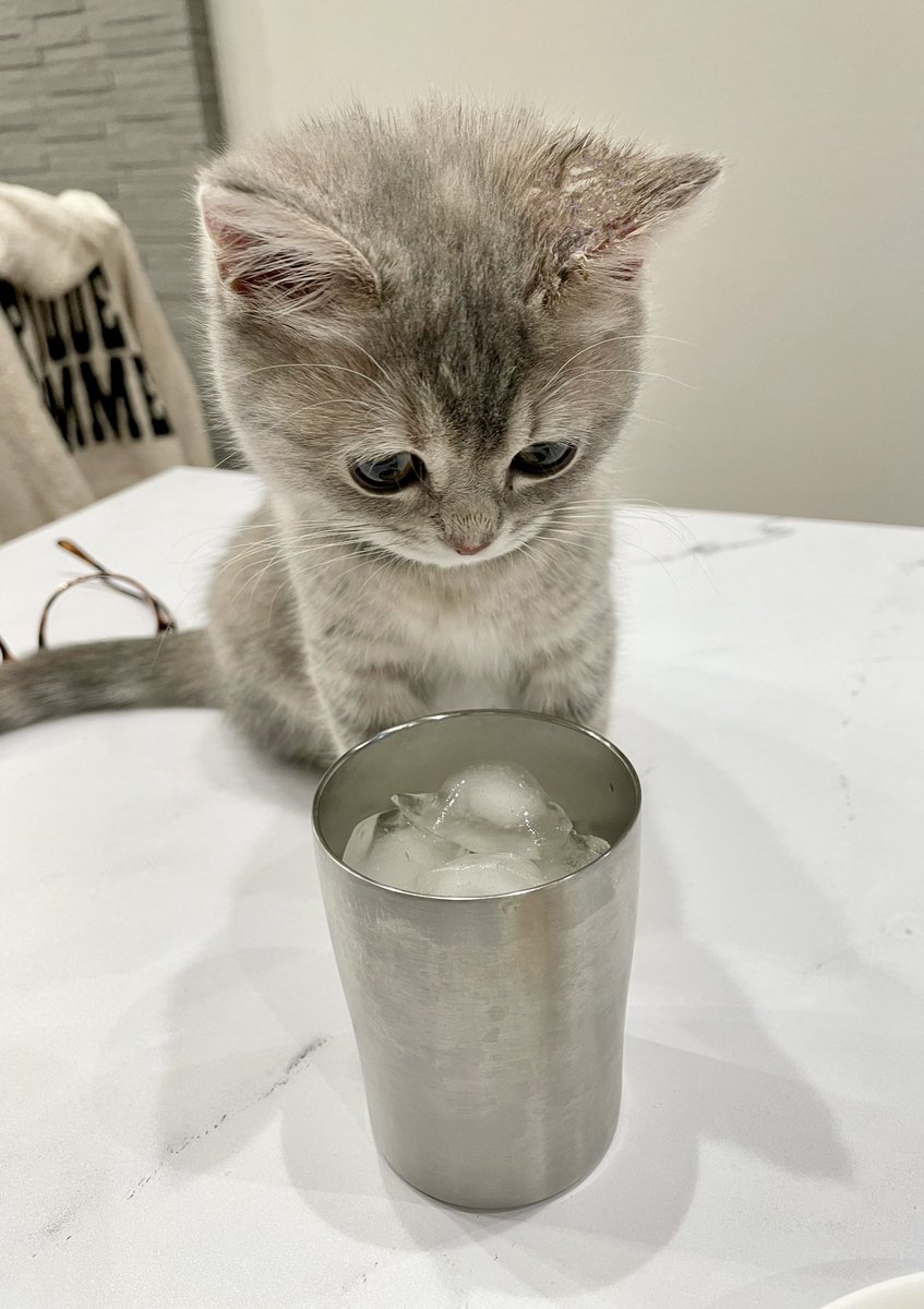 タグ かわいい子猫 の注目ツイート メガとんトラック