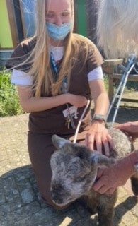 Sooty with Jess Honeysett, OT, Woodlands, and thanks to Chrissie our pet therapy volunteer