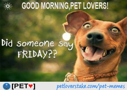 🇵 🇪 🇹 ❤ Cardano & Midnight SPO tweet media