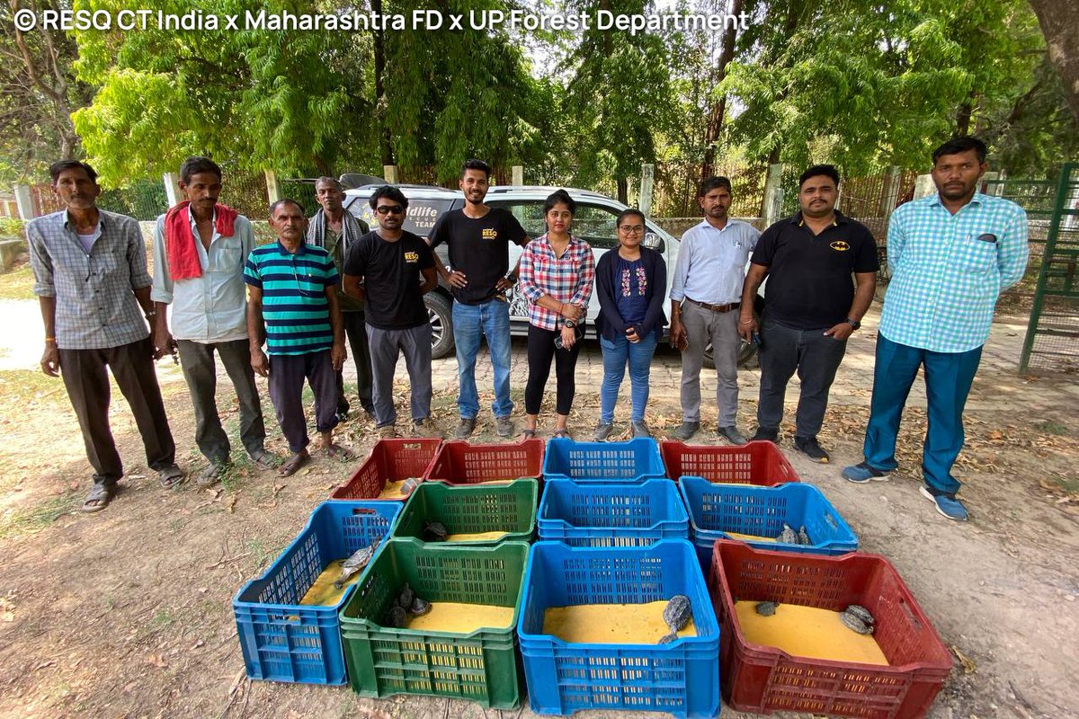 neha_panchamiya's tweet photo. From illegal captivity to freedom, 85 protected indian turtles rehabilitated @resq_wildlife #Pune #Maharashtra have reached Lucknow UP safely, team led by @TSatarkar They will be acclimitized &amp;released shortly by @TSAINDIAPROG Thank you🙏 @Rivertiger85 @Arunimaturtle @MahaForest https://t.co/JCTPZ2Faod