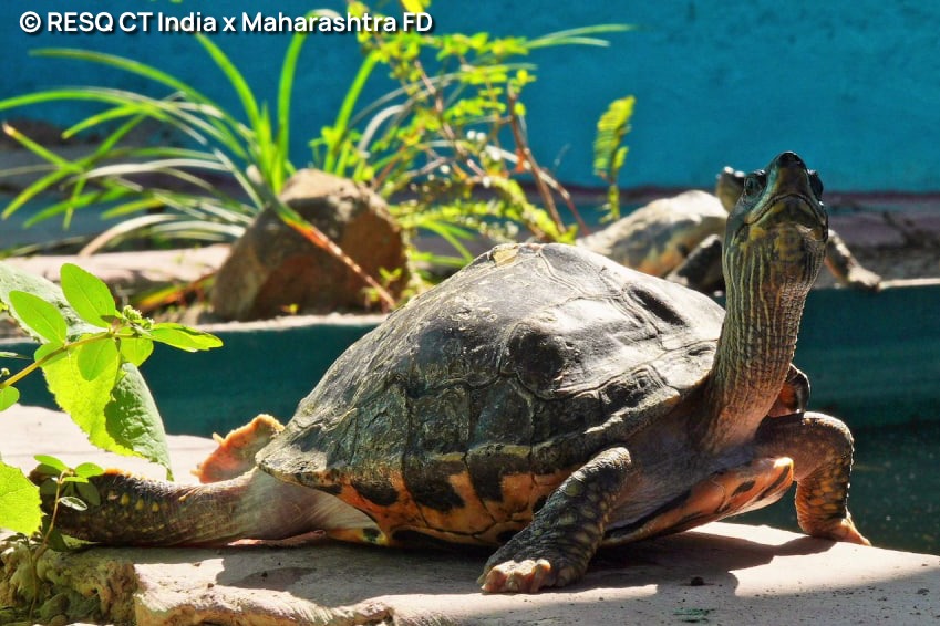neha_panchamiya's tweet photo. From illegal captivity to freedom, 85 protected indian turtles rehabilitated @resq_wildlife #Pune #Maharashtra have reached Lucknow UP safely, team led by @TSatarkar They will be acclimitized &amp;released shortly by @TSAINDIAPROG Thank you🙏 @Rivertiger85 @Arunimaturtle @MahaForest https://t.co/JCTPZ2Faod