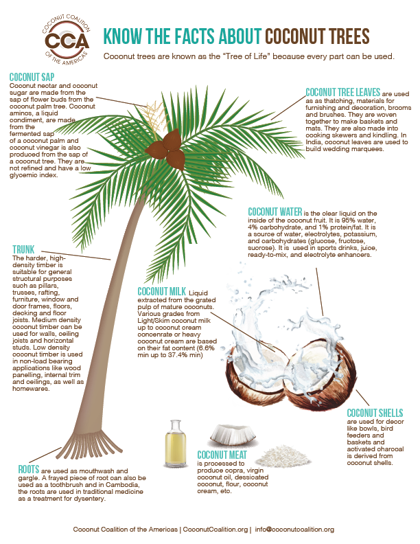 CoconutCCA's tweet photo. Here is some Earth Day trivia - Did you know that coconut trees are known as the “Tree of Life” because every part can be used?  From the roots to the trunk to the leaves, every part has a purpose. 

#earthday #coconuts #coconut #coconutfacts https://t.co/EWs0t3WWnI